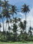 Coconut Trees Along The Manzanilla Beach, Trinidad and Tobago
