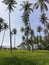 Coconut trees amidst rice field on Mindoro, Philippines