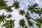 Coconut trees Andaman