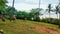 coconut trees on the beach. beautiful palm trees in the wind. towering coconut trees. seaside beauty. lush grass and bushes