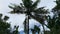 Coconut trees blown by the wind in a rambutan garden