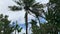 Coconut trees blown by the wind in a rambutan garden