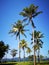 The coconut trees and blue sky above