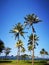 The coconut trees and blue sky above