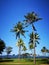 The coconut trees and blue sky above