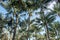 Coconut trees on blue sky, looking up palm trees