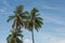 Coconut trees - Fishing Villa at noon - Da  Nang City