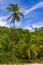 Coconut trees and forest at Itacarezinho beach