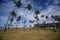 Coconut trees in the garden of alah