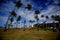 Coconut trees in the garden of alah