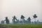 A coconut trees and a green confield.