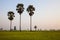 A coconut trees and a green confield