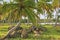 Coconut trees grove, Las Galeras beach, Samana peninsula
