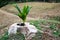 Coconut trees grow up in the tree stump.