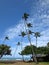 Coconut trees hang over stone path along cliff shore next to shallow ocean waters of Waikiki