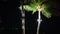 Coconut trees illuminate with decorate uplight lighting at tropical beach night