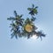 coconut trees in jungle in Indian tropic village on sea shore on little planet in blue sky, transformation of spherical 360