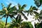 Coconut trees in Key West Florida