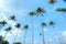 Coconut Trees at Lagoi Bay, Bintan, Indonesia