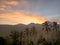 coconut trees are lined up neatly against a background of yellow sunlight over mount batukaru