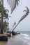 Coconut trees losing ground to rising sea level