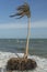 Coconut trees losing ground to rising sea level