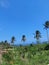 Coconut trees mountain ricefield farm