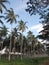 Coconut trees are neatly lined up, in the photo during the day