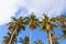 Coconut trees at Nom Island, Nam Du islands, Kien Giang province, Vietnam