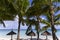 Coconut trees and parasols in Mauritius island