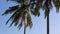 Coconut trees at Phu Quoc island, Kien Giang province, Vietnam