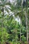 coconut trees plantations next to the tropical forest