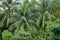 Coconut trees planted at Botanic Gardens in Singapore