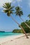 Coconut trees. Port Olry village, N.E.Espiritu Santo island-Sanma province-Vanuatu.