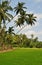 Coconut trees and Rice fields