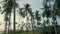 Coconut trees scene on the island of Koh Samui, Thailand