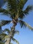 Coconut Trees in the Seaside Wind 2