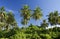 Coconut trees, Sematan Beach