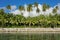 Coconut trees shoreline Huahine French Polynesia