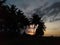 coconut trees side by side with dusk