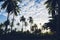 Coconut trees in silhouette on a blue sky full of clouds in a sunset.