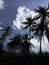 Coconut trees, sky, blue, cool, calm