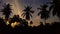 Coconut trees in the sunset