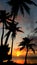 Coconut Trees at sunset