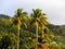 Coconut trees in sunset light and mountains, tropical landscape of guadeloupe