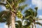 Coconut Trees, Thailand