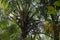 Coconut trees in Thailand bumper harvest