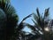 Coconut treetops and clear blue sky.