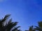 Coconut treetops and clear blue sky.