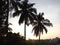 Coconut tress from India evening sunset view